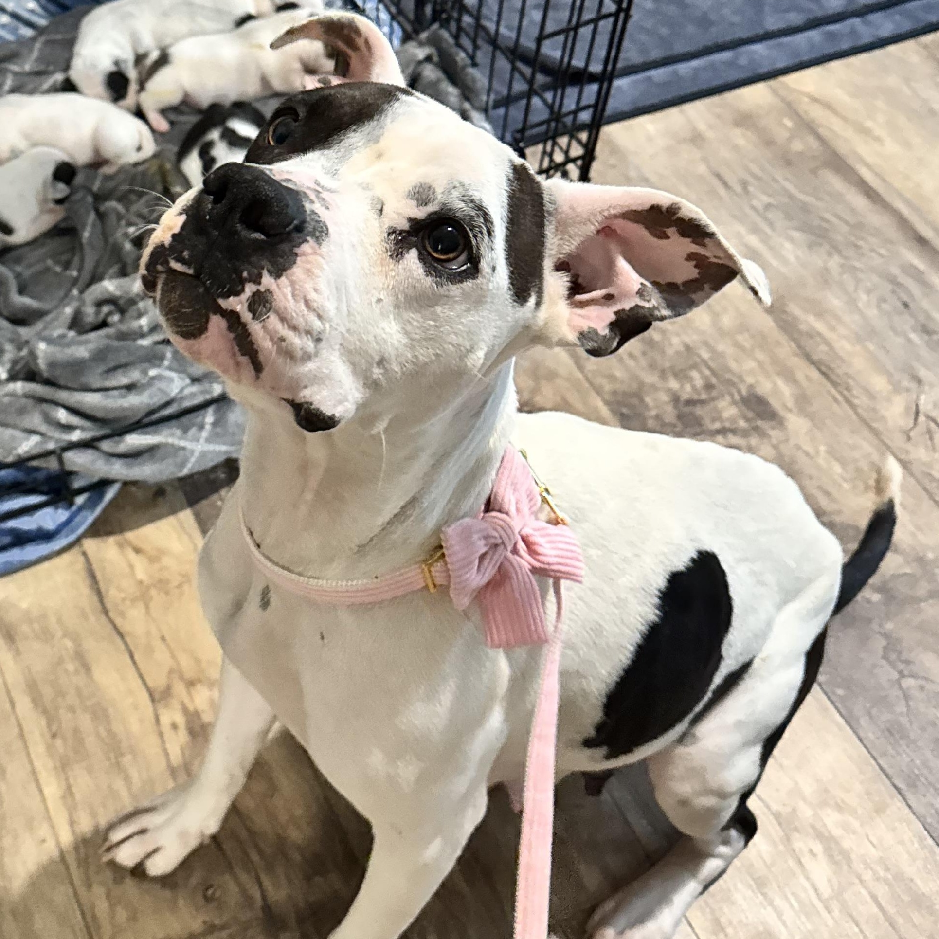 Enlarge Penelope, a Adoptable mixed breed in Bellingham, WA image 2/6