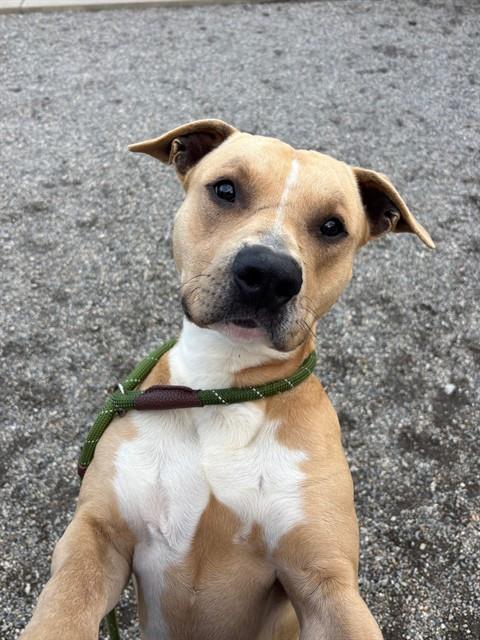 SPUNK, Adoptable, Adult Male American Staffordshire Terrier & Mixed Breed.