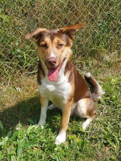 Timber (7184), Adoptable, Adult Male Shepherd.