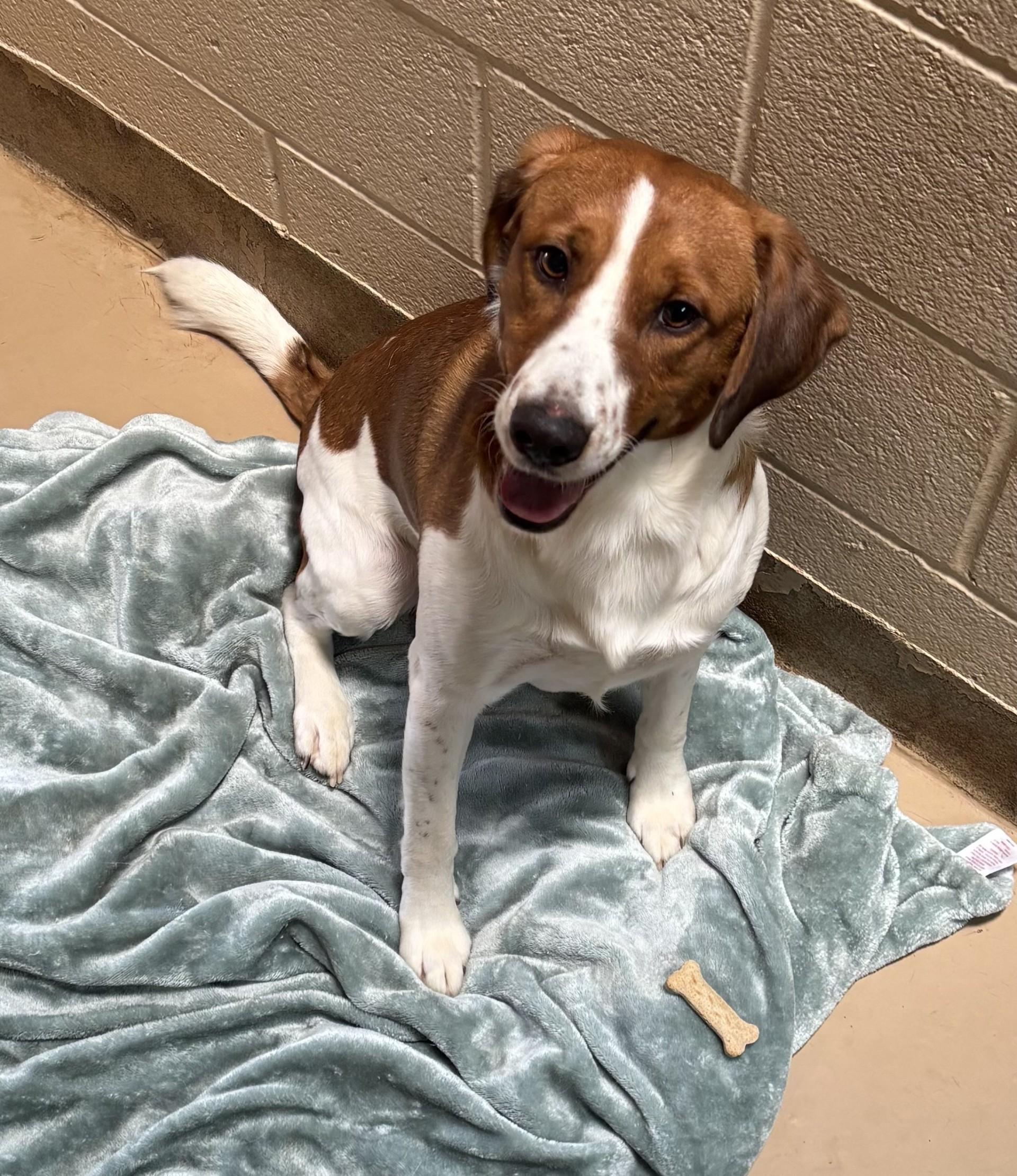 4, Adoptable, Adult Male Beagle & Hound.