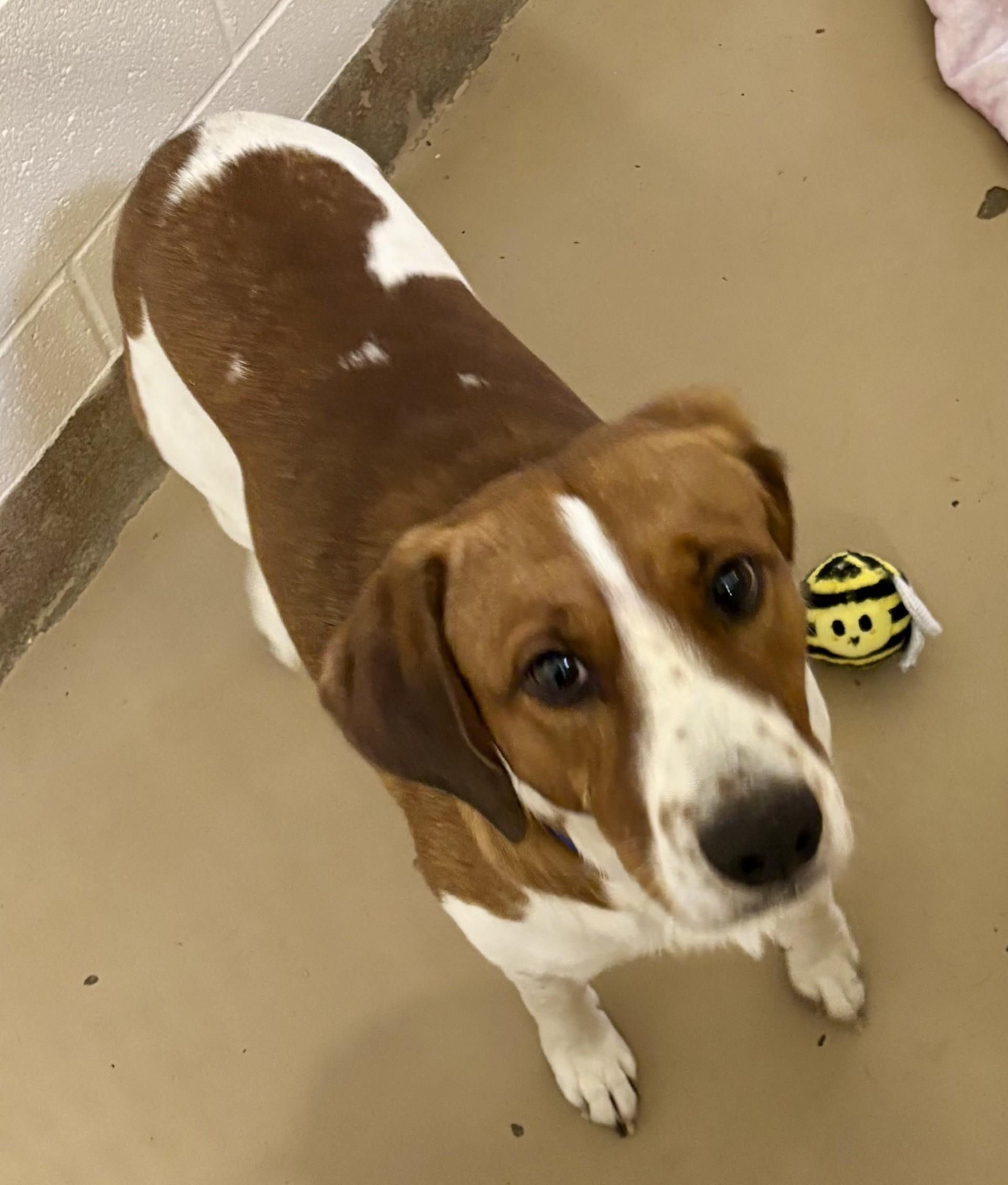 Enlarge 4, a Adoptable mixed breed in Sierra Vista, AZ image 2/2