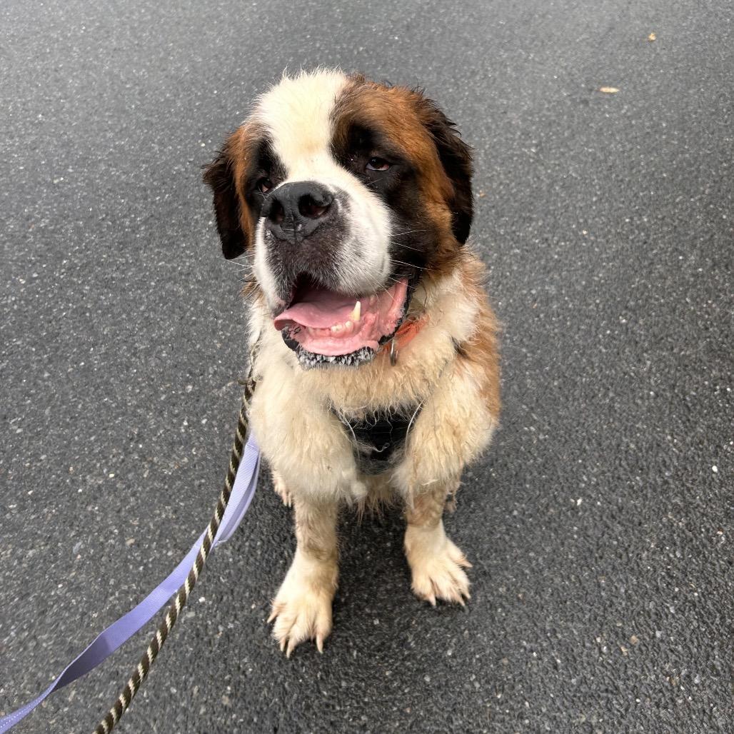 Enlarge Teddy, a Adoptable Saint Bernard in Birdsboro, PA image 1/6