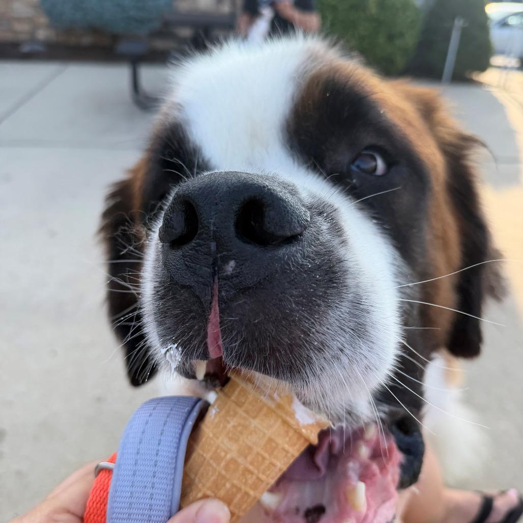 Enlarge Teddy, a Adoptable Saint Bernard in Birdsboro, PA image 2/6