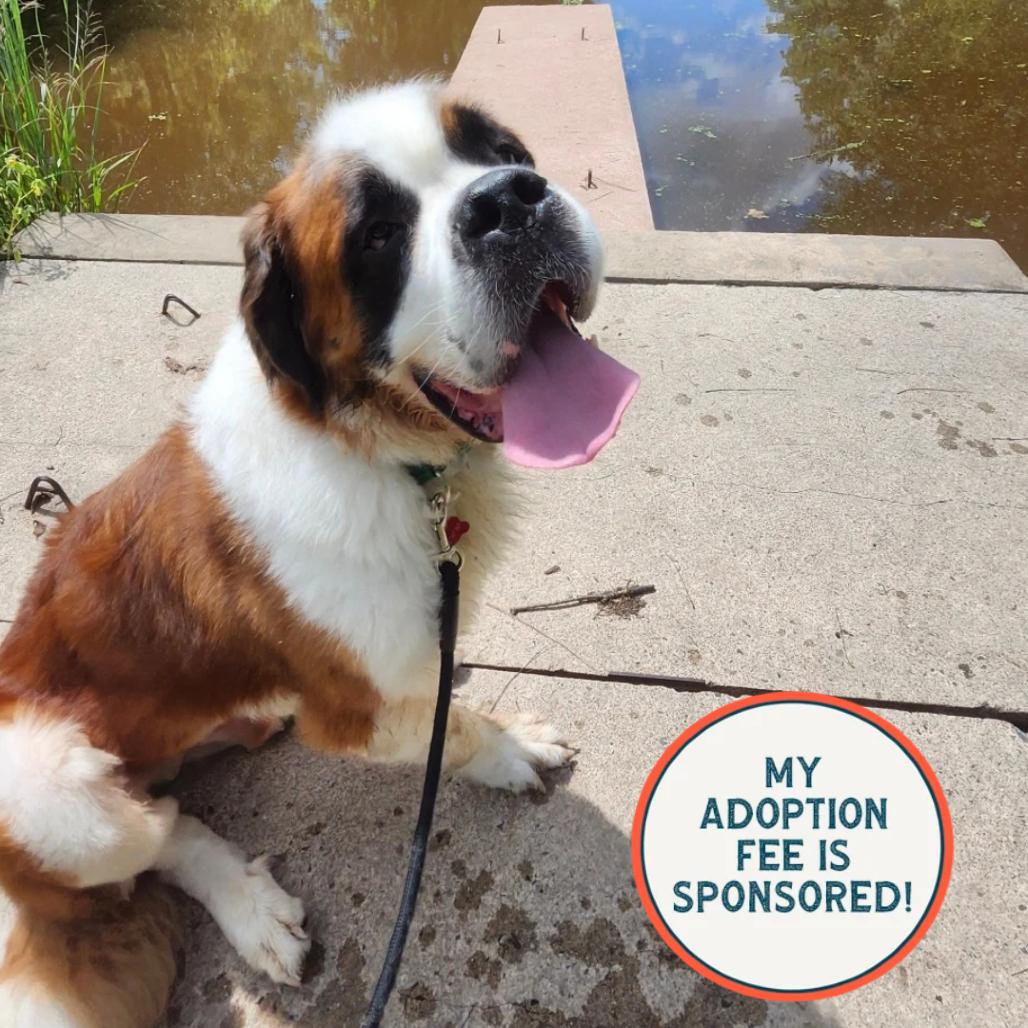 Enlarge Teddy, a Adoptable Saint Bernard in Birdsboro, PA image 3/6