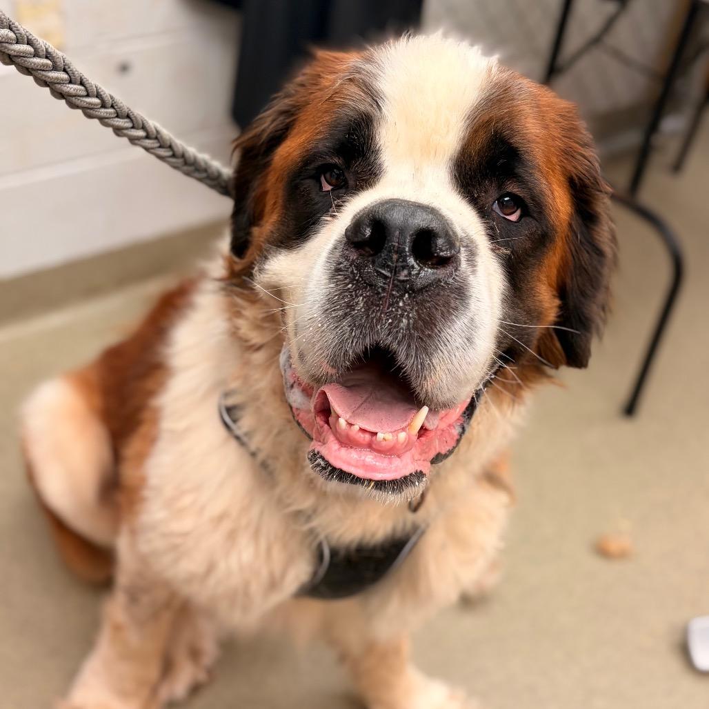 Enlarge Teddy, a Adoptable Saint Bernard in Birdsboro, PA image 4/6