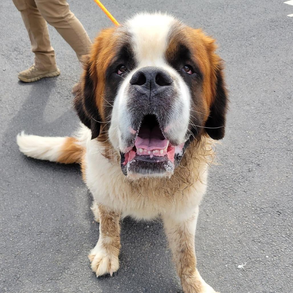 Enlarge Teddy, a Adoptable Saint Bernard in Birdsboro, PA image 5/6