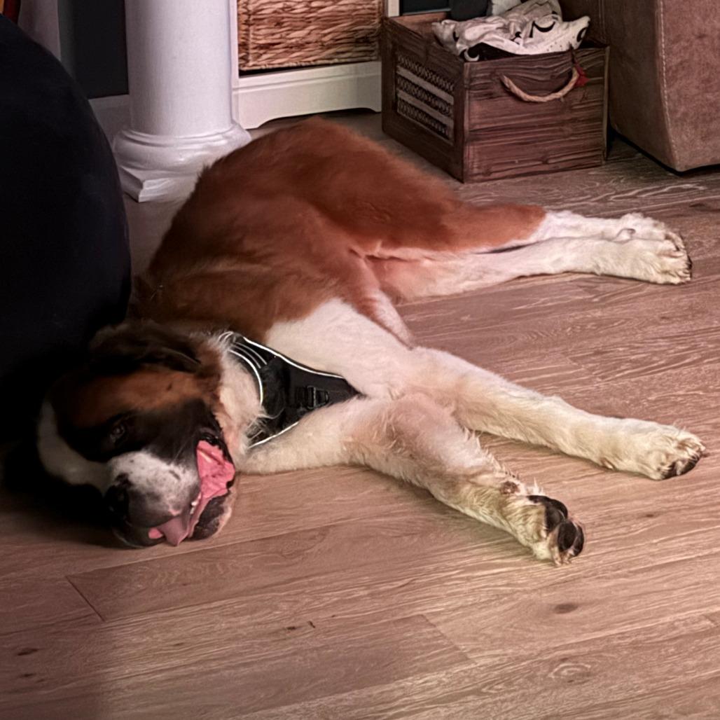 Enlarge Teddy, a Adoptable Saint Bernard in Birdsboro, PA image 6/6