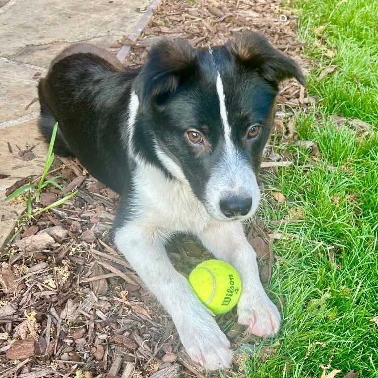 Helicopter *Available for Adoption to the NE*, a Adoptable Border Collie in Latham, NY image 1/6