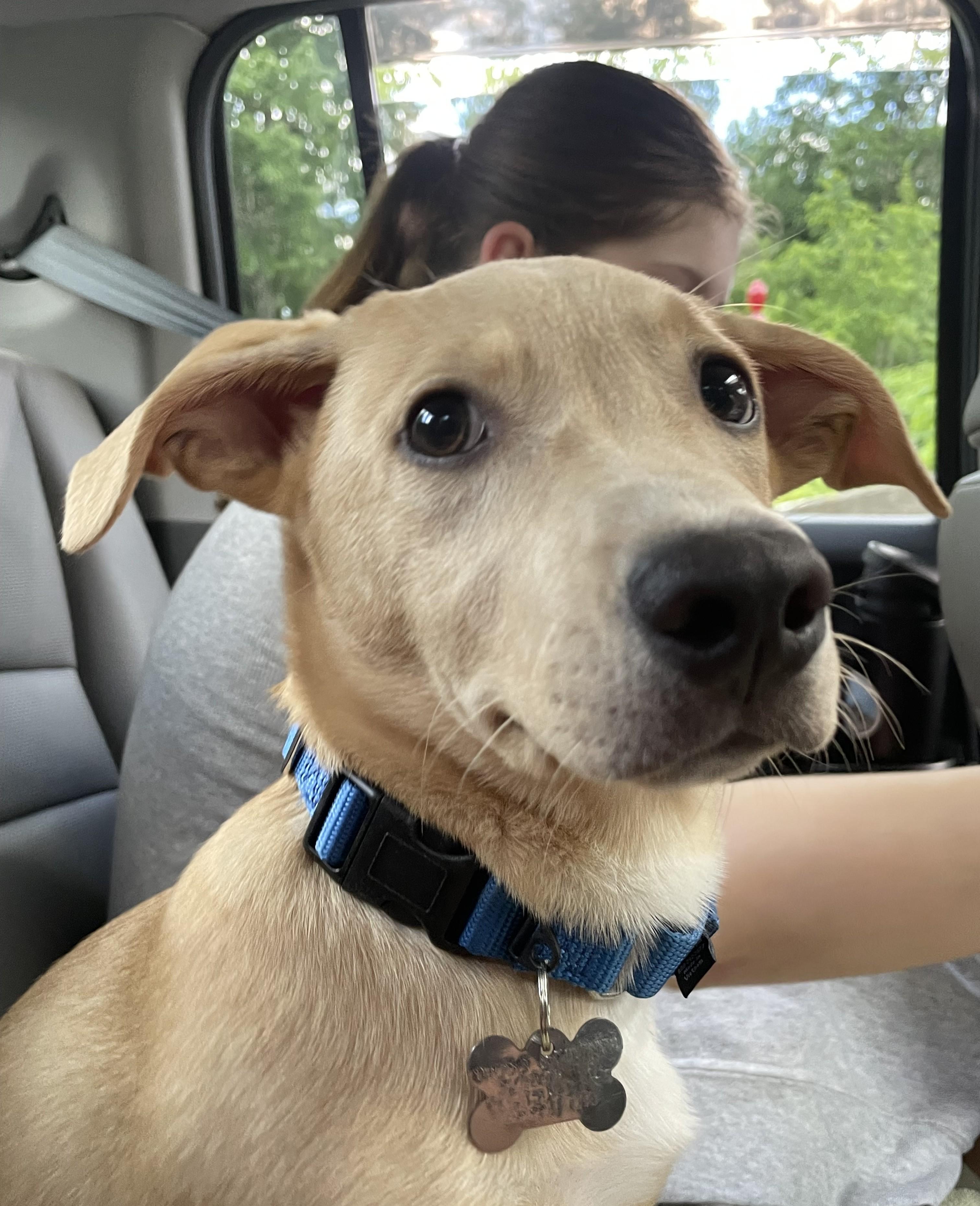 Enlarge Marshall, an adopted mixed breed in Albany, NY image 3/6