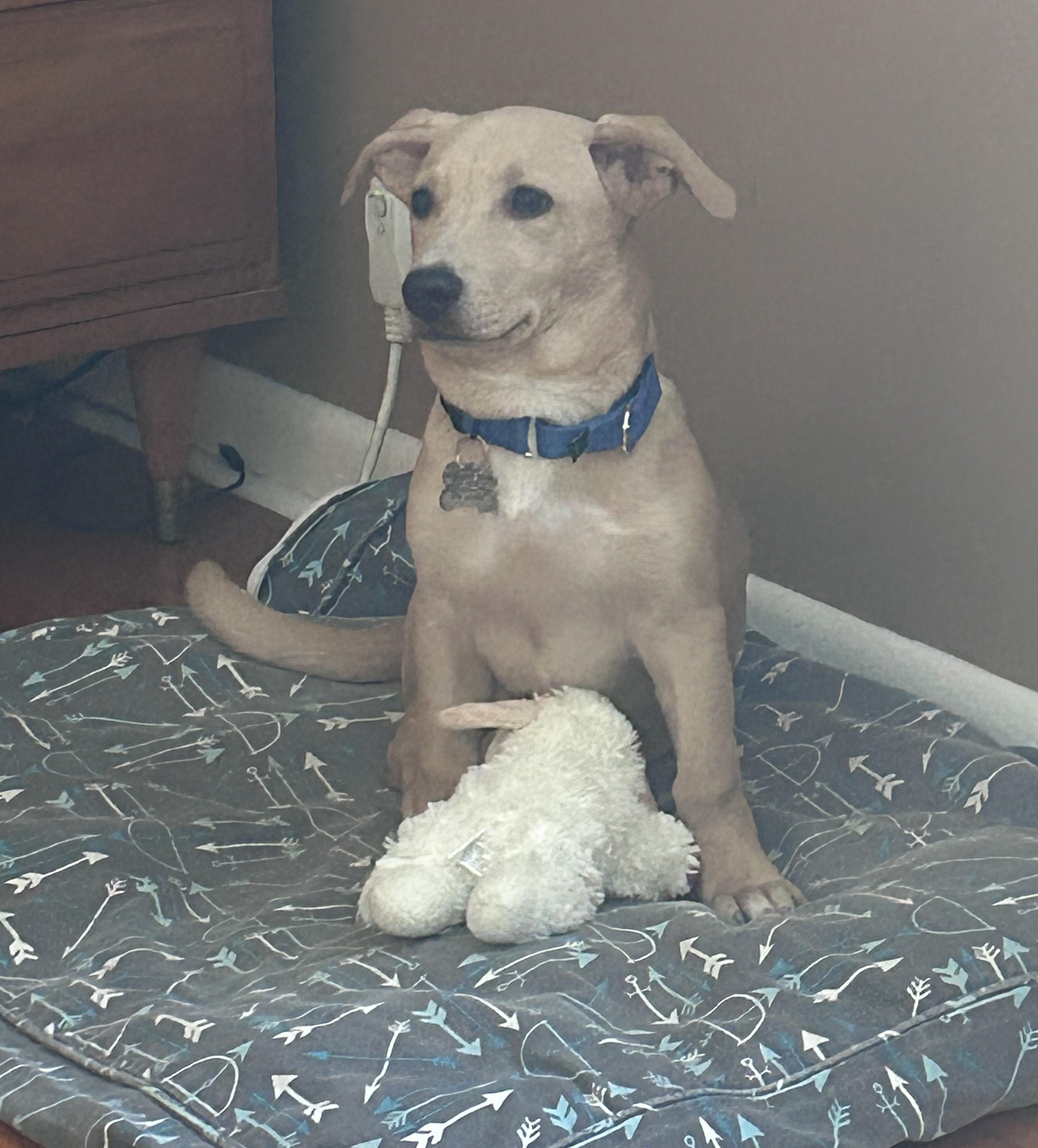 Enlarge Marshall, an adopted mixed breed in Albany, NY image 2/6