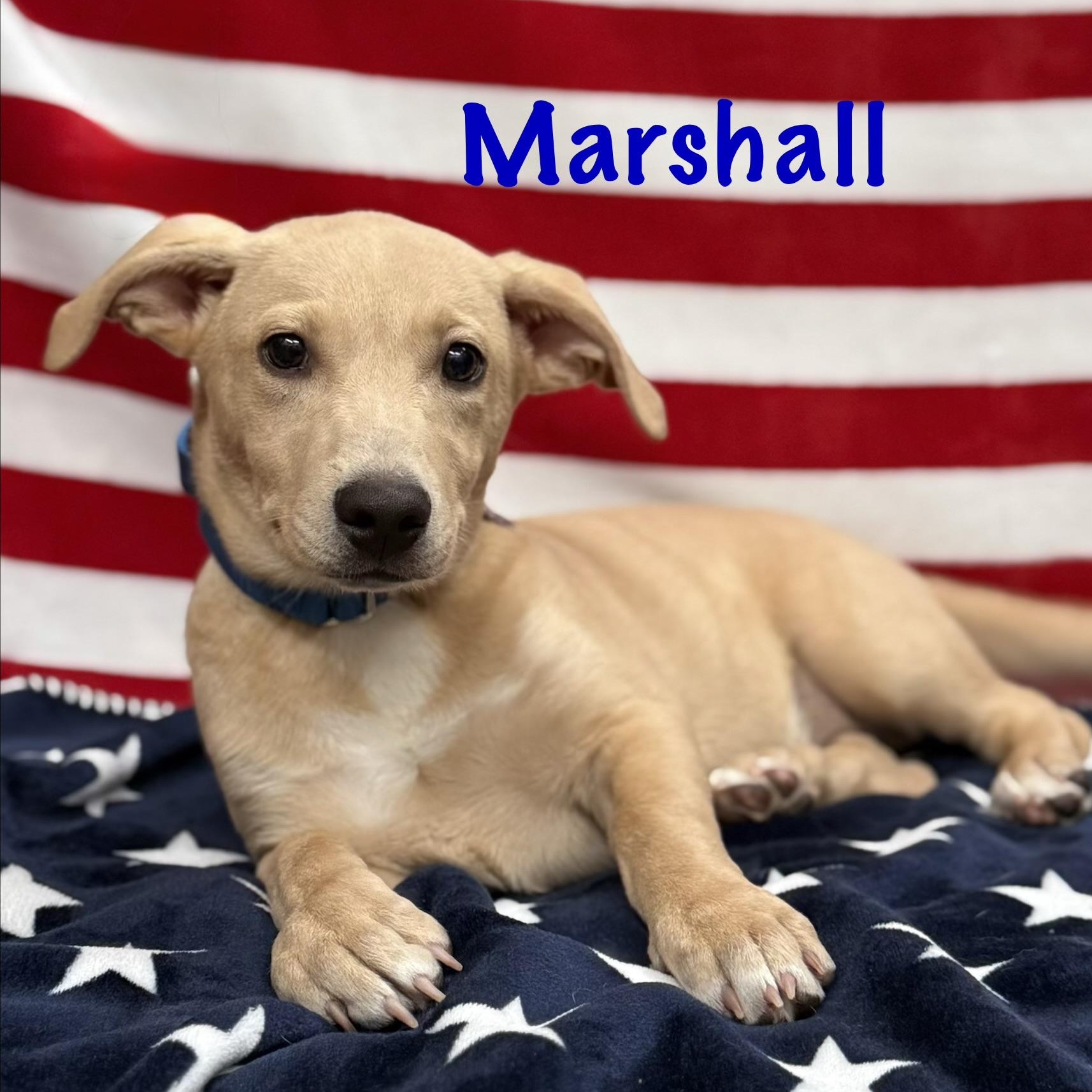 Enlarge Marshall, an adopted mixed breed in Albany, NY image 6/6