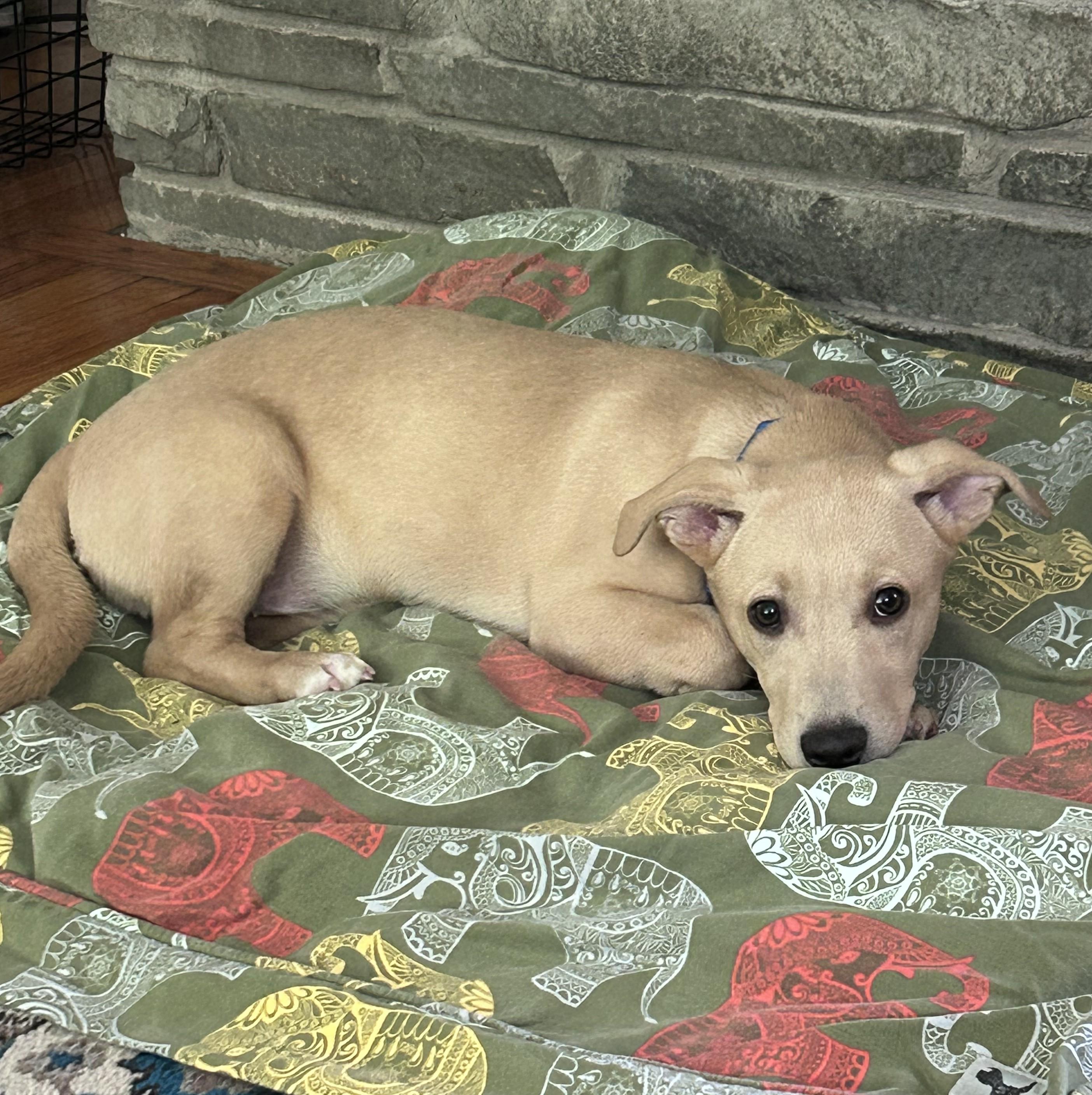 Marshall, adopted, Puppy Male Labrador Retriever.