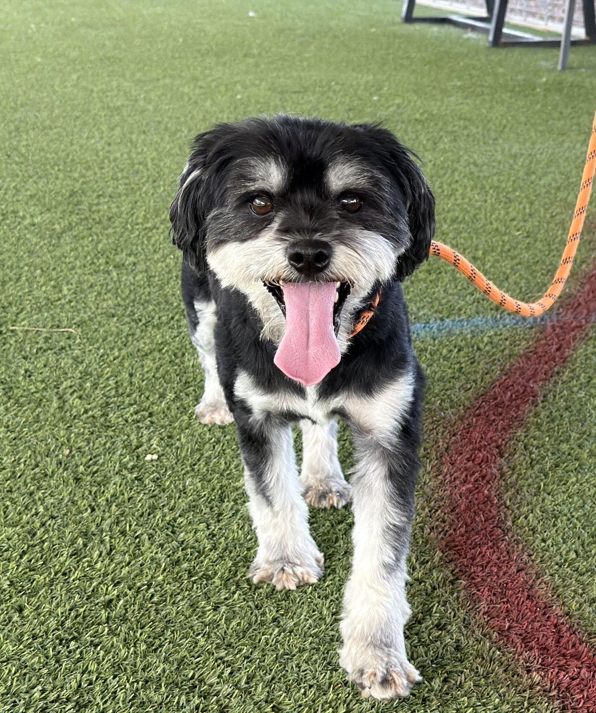 Enlarge Meeko, a Adoptable mixed breed in El Paso, TX image 4/6