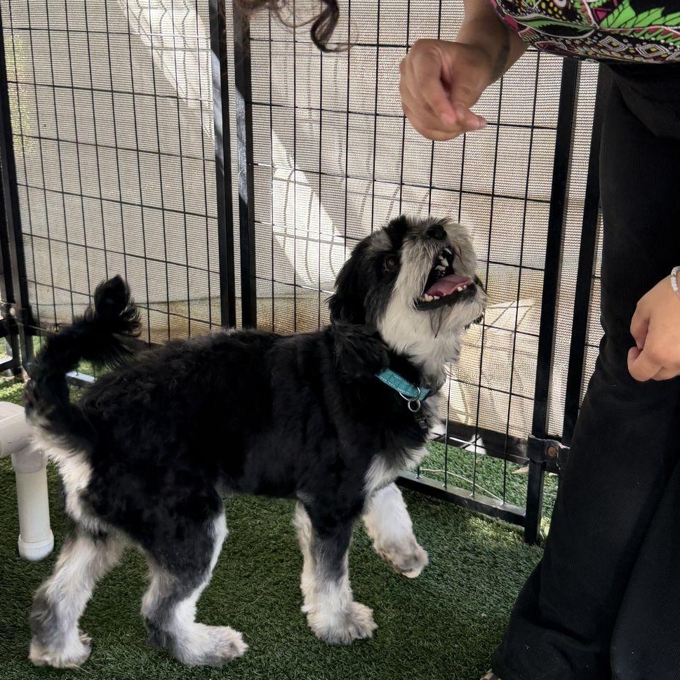 Enlarge Meeko, a Adoptable mixed breed in El Paso, TX image 3/6