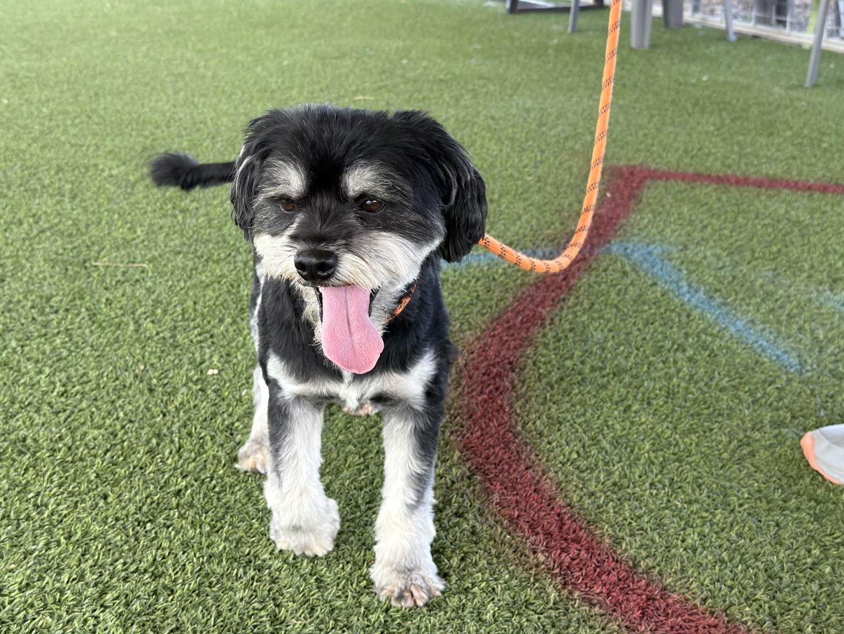 Enlarge Meeko, a Adoptable mixed breed in El Paso, TX image 6/6