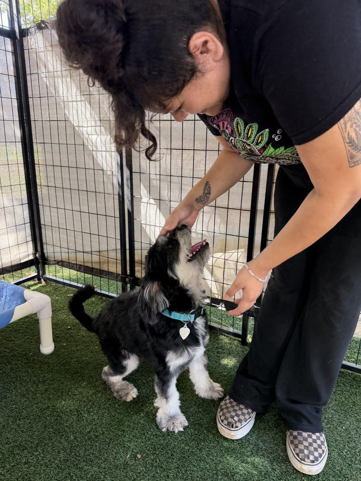 Meeko, Adoptable, Adult Male Shih Tzu.