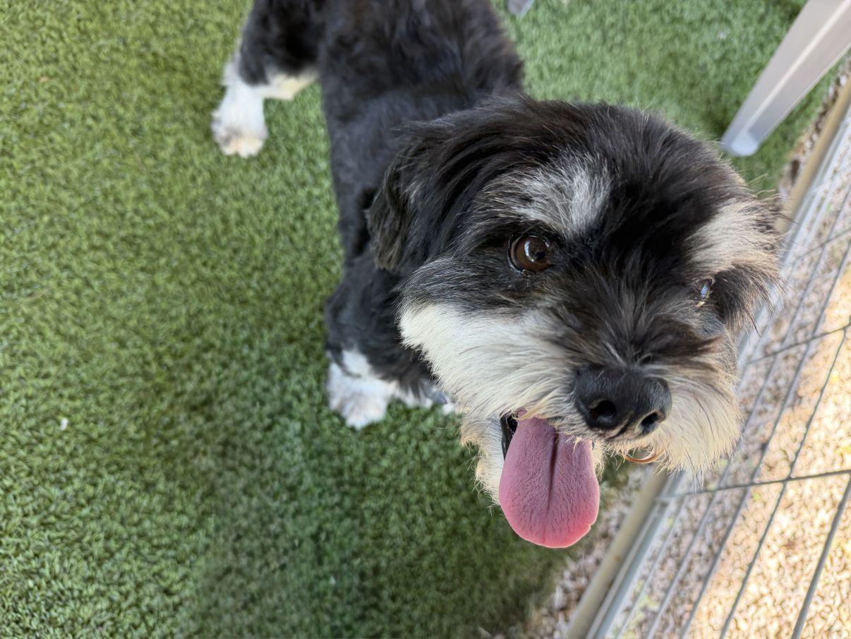Enlarge Meeko, a Adoptable mixed breed in El Paso, TX image 2/6