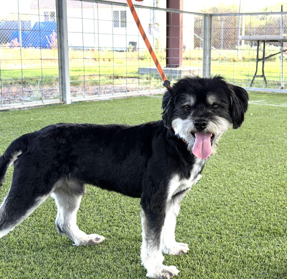 Enlarge Meeko, a Adoptable mixed breed in El Paso, TX image 5/6