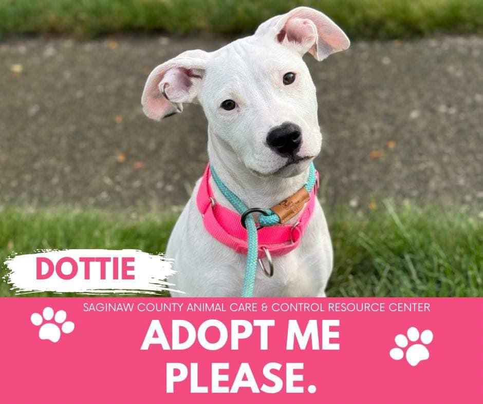 Enlarge DOTTIE, a Adoptable Pit Bull Terrier in Saginaw, MI image 1/1