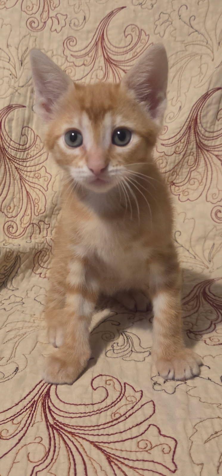 Enlarge Rudy, a ADOPTABLE Domestic Short Hair in Saint Charles, MO image 1/3