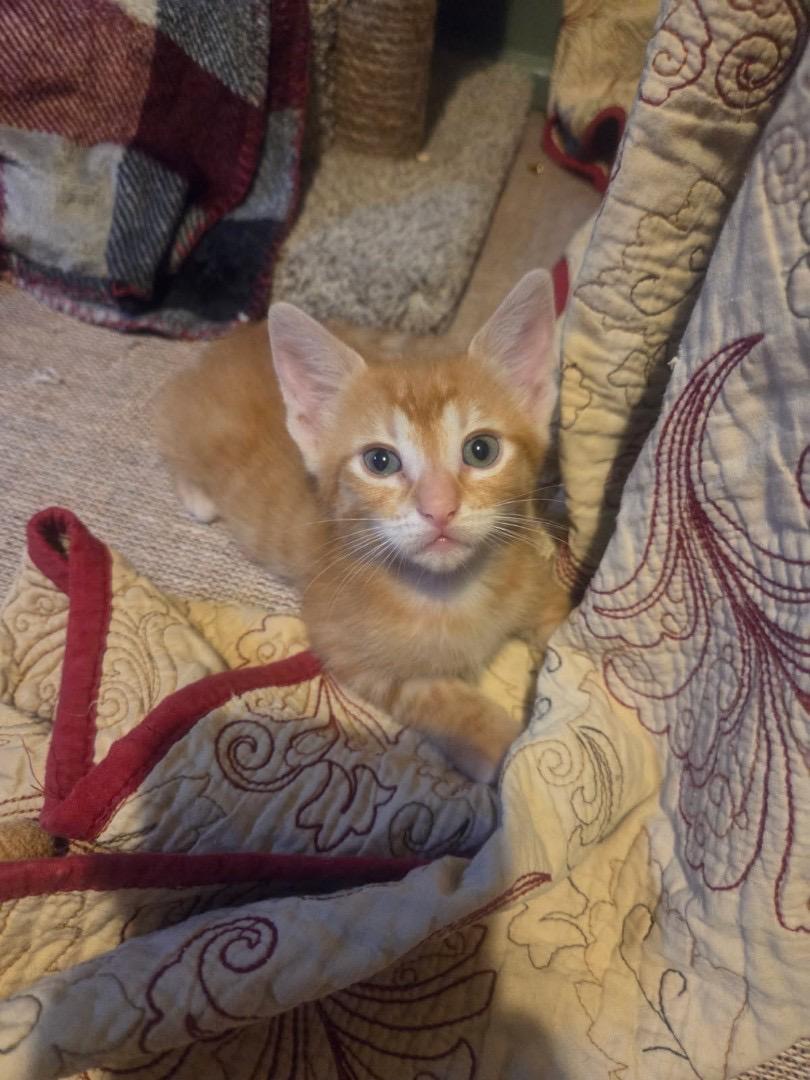 Enlarge Rudy, a ADOPTABLE Domestic Short Hair in Saint Charles, MO image 2/3