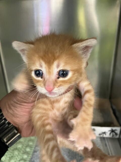 Enlarge Rudy, a ADOPTABLE Domestic Short Hair in Saint Charles, MO image 3/3