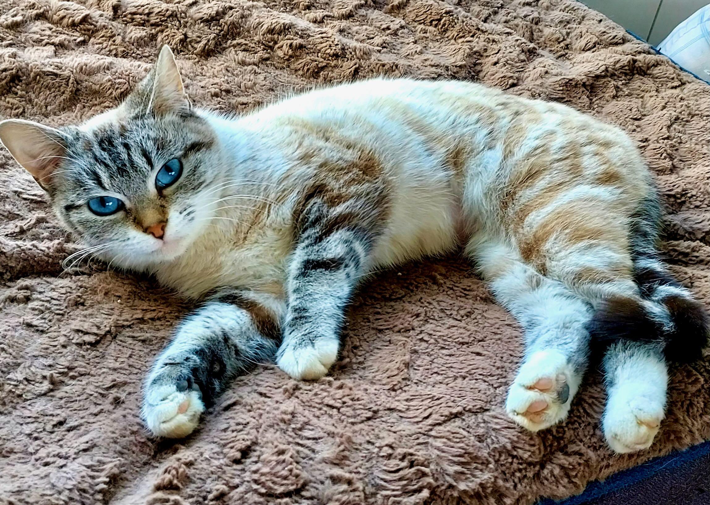 Phoebe & Feather, adoptable, Young Female Tabby & Siamese.