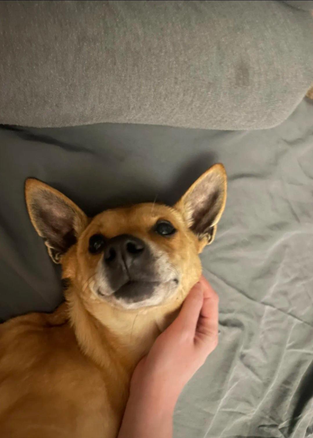 Maxx, Adult Male Chihuahua