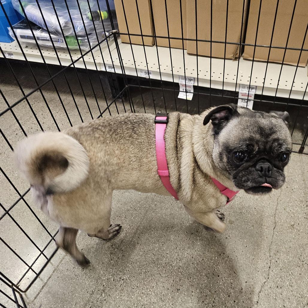 Luna, Adoptable, Adult Female Pug.
