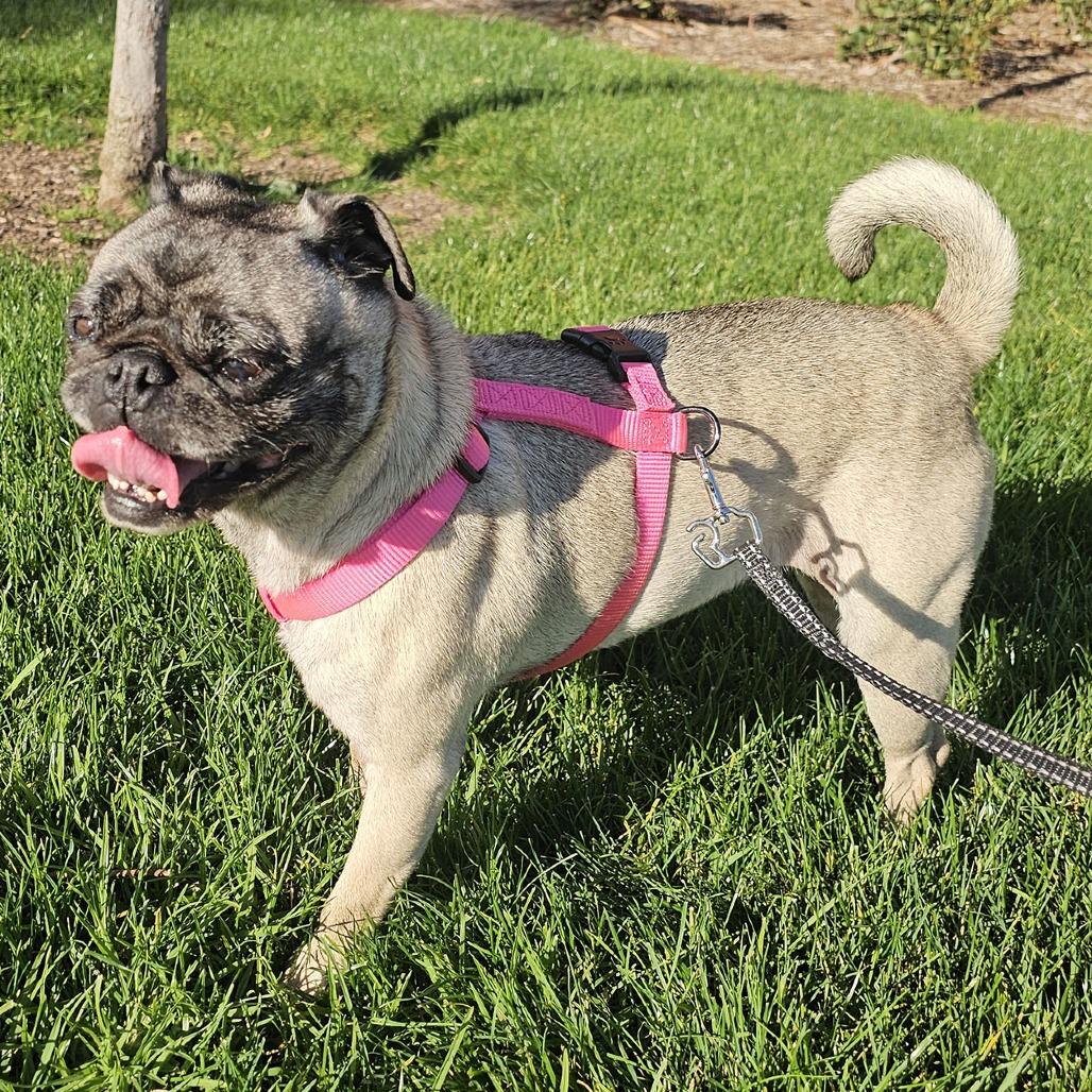 Luna, a Adoptable Pug in Apple Valley, CA image 2/4