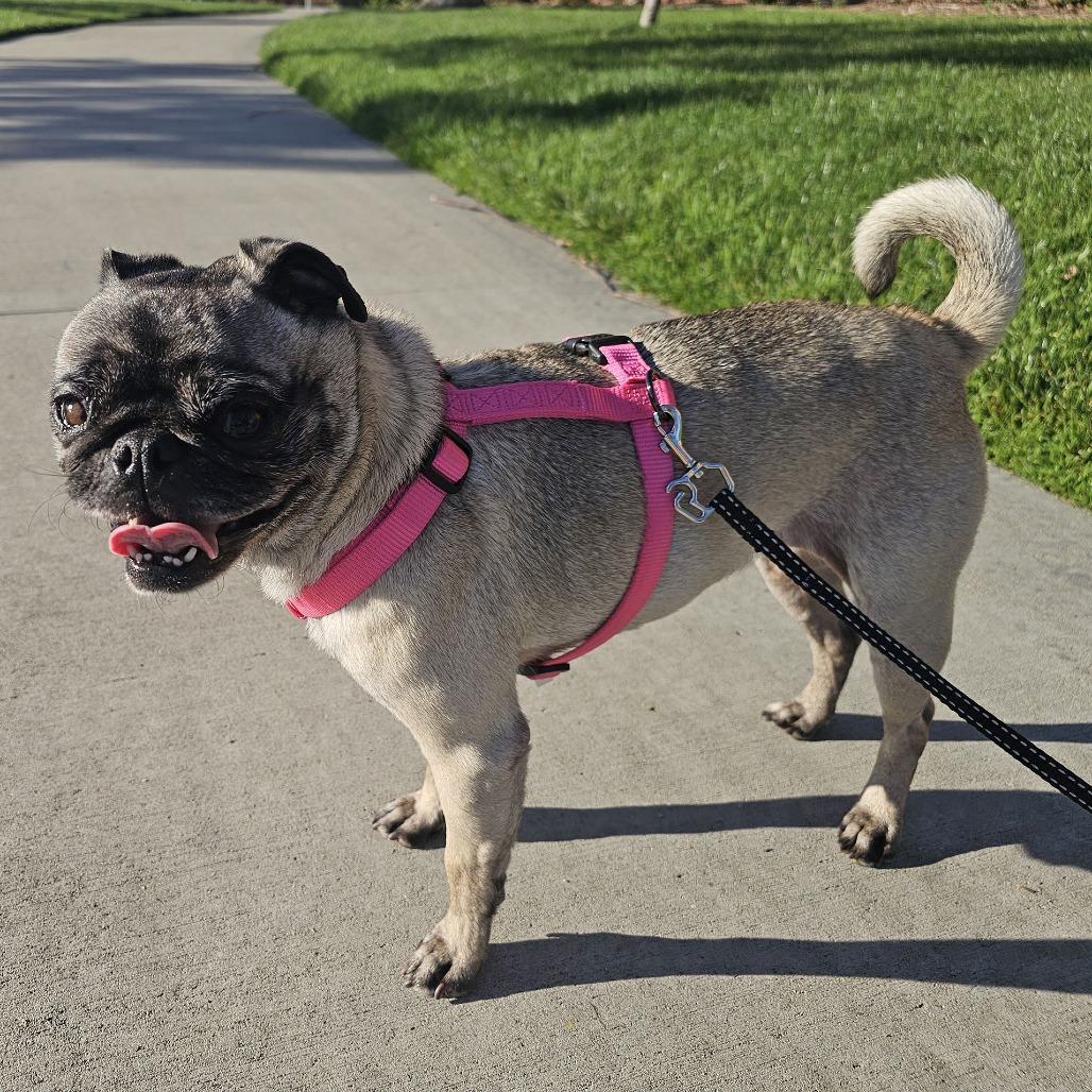 Luna, a Adoptable Pug in Apple Valley, CA image 3/4
