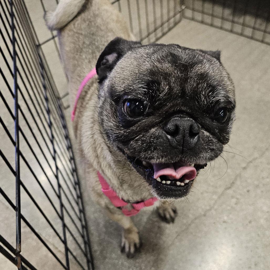 Luna, a Adoptable Pug in Apple Valley, CA image 4/4