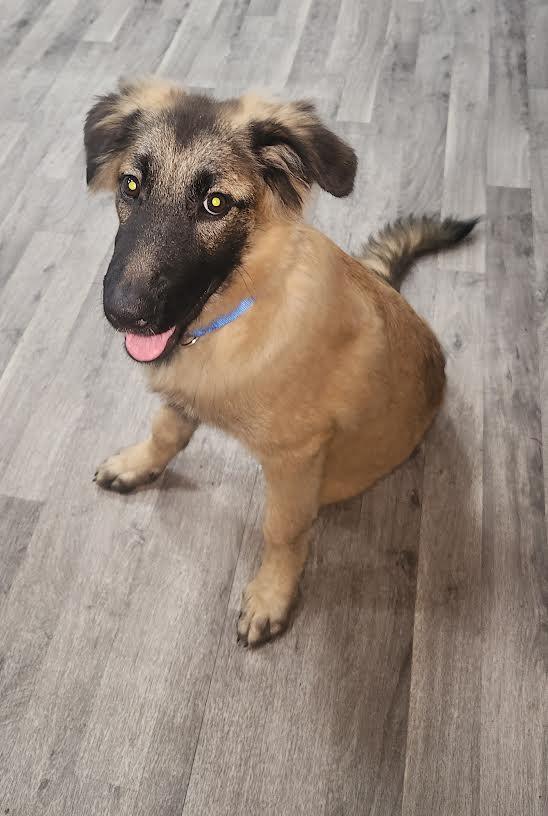 Enlarge Sarge, a Adopted German Shepherd Dog in Marshall, AR image 2/6