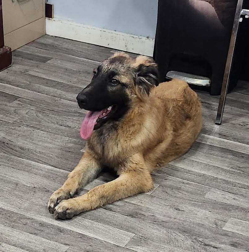 Enlarge Sarge, a Adopted German Shepherd Dog in Marshall, AR image 5/6