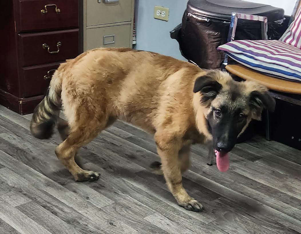 Enlarge Sarge, a Adopted German Shepherd Dog in Marshall, AR image 6/6