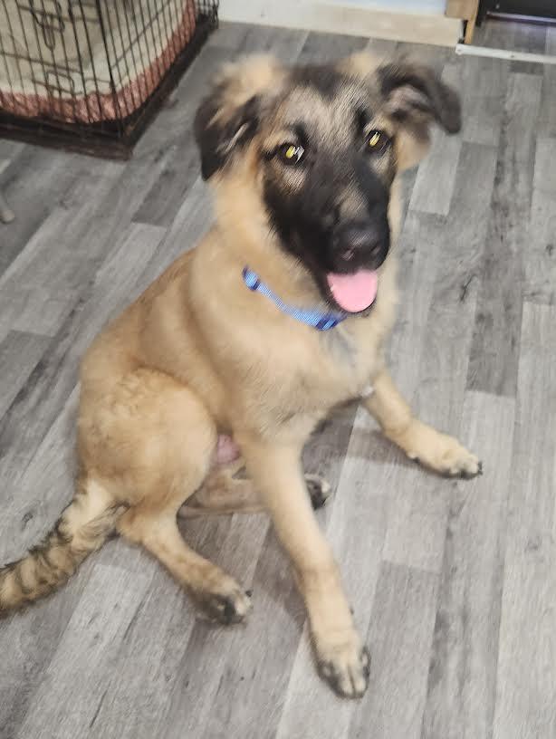 Enlarge Sarge, a Adopted German Shepherd Dog in Marshall, AR image 1/6