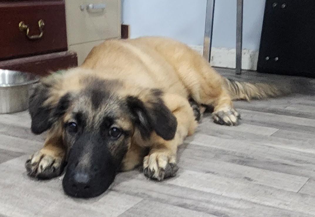 Enlarge Sarge, a Adopted German Shepherd Dog in Marshall, AR image 3/6