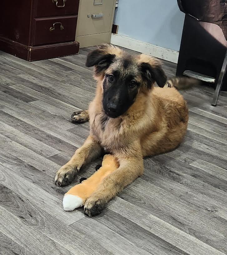 Enlarge Sarge, a Adopted German Shepherd Dog in Marshall, AR image 4/6