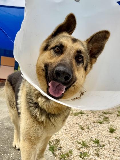 Theo, Adoptable, Adult Male German Shepherd Dog & Mixed Breed.