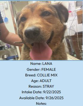 Lana, an adoptable Collie in Portales, NM, 88130 | Photo Image 1