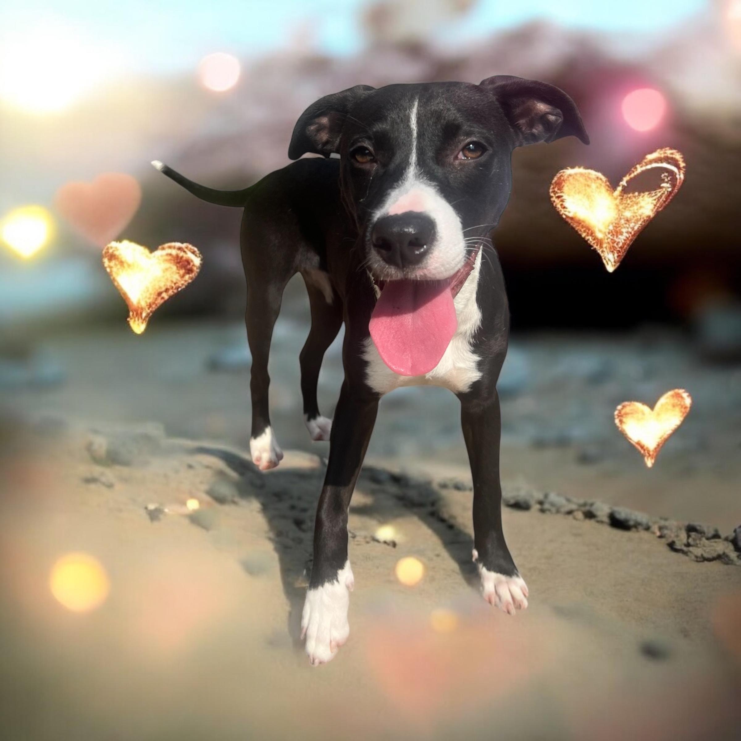 Enlarge Phoebe - Young Sweet Playmate, a Adoptable mixed breed in League City, TX image 6/6