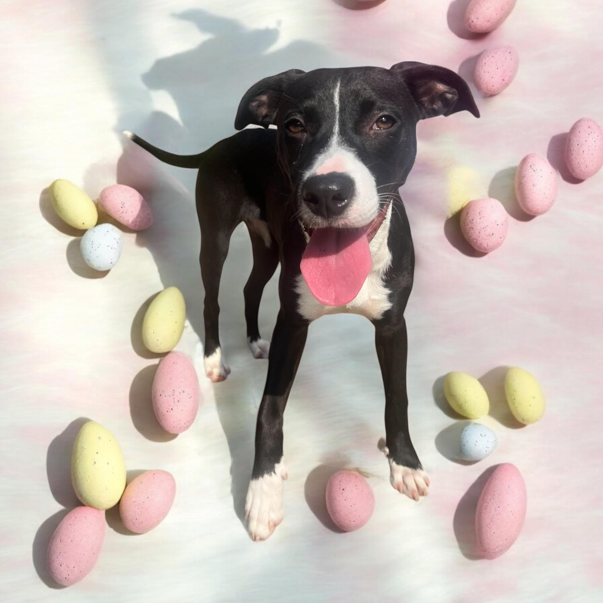 Enlarge Phoebe - Young Sweet Playmate, a Adoptable mixed breed in League City, TX image 4/6