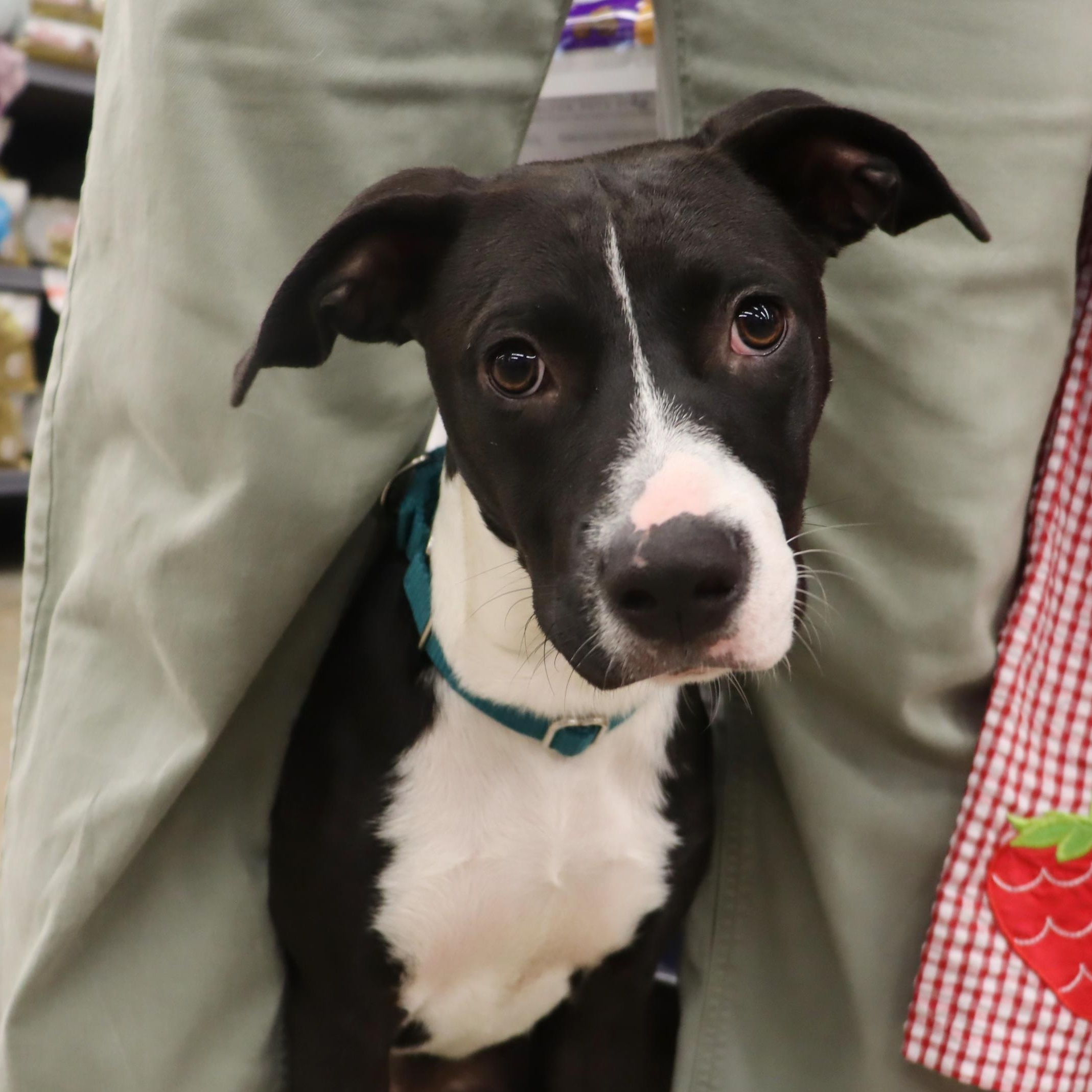 Enlarge Phoebe - Young Sweet Playmate, a Adoptable mixed breed in League City, TX image 5/6