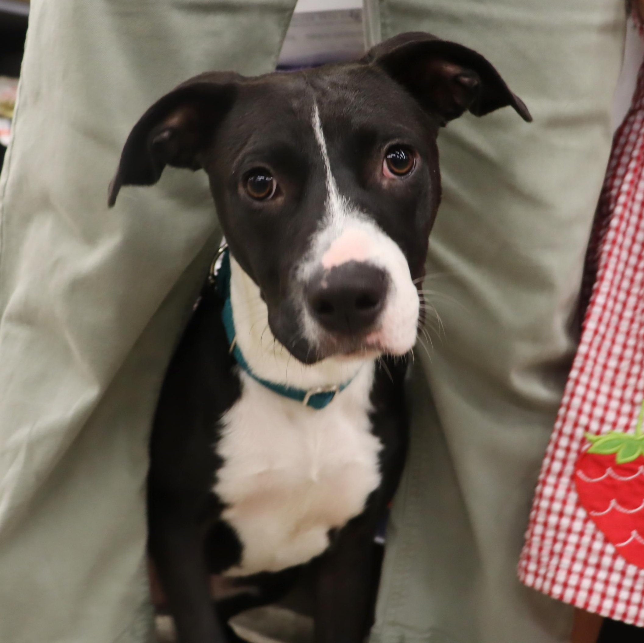 Enlarge Phoebe - Young Sweet Playmate, a Adoptable mixed breed in League City, TX image 3/6