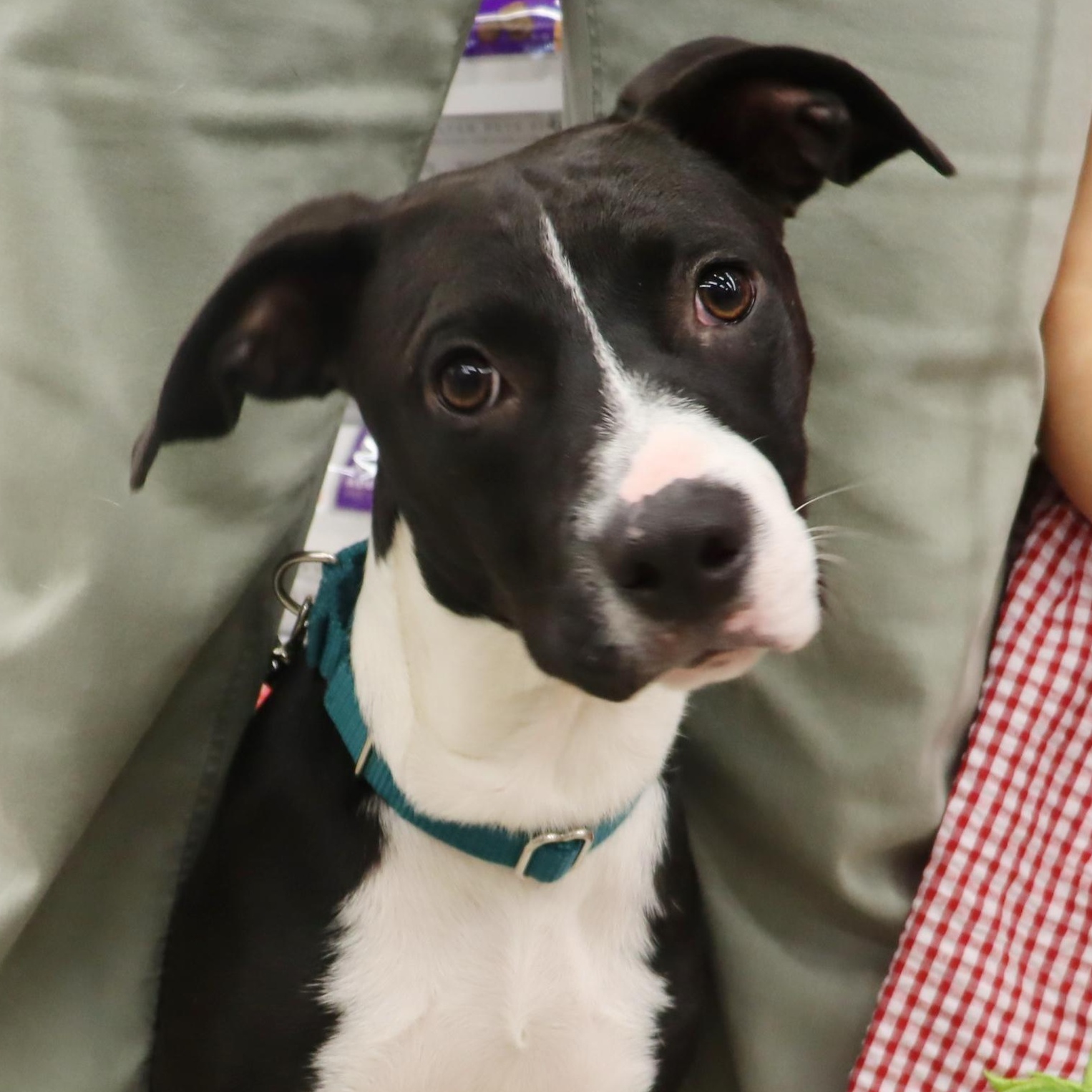 Phoebe - Young Sweet Playmate, Adoptable, Young Female Hound & Terrier.