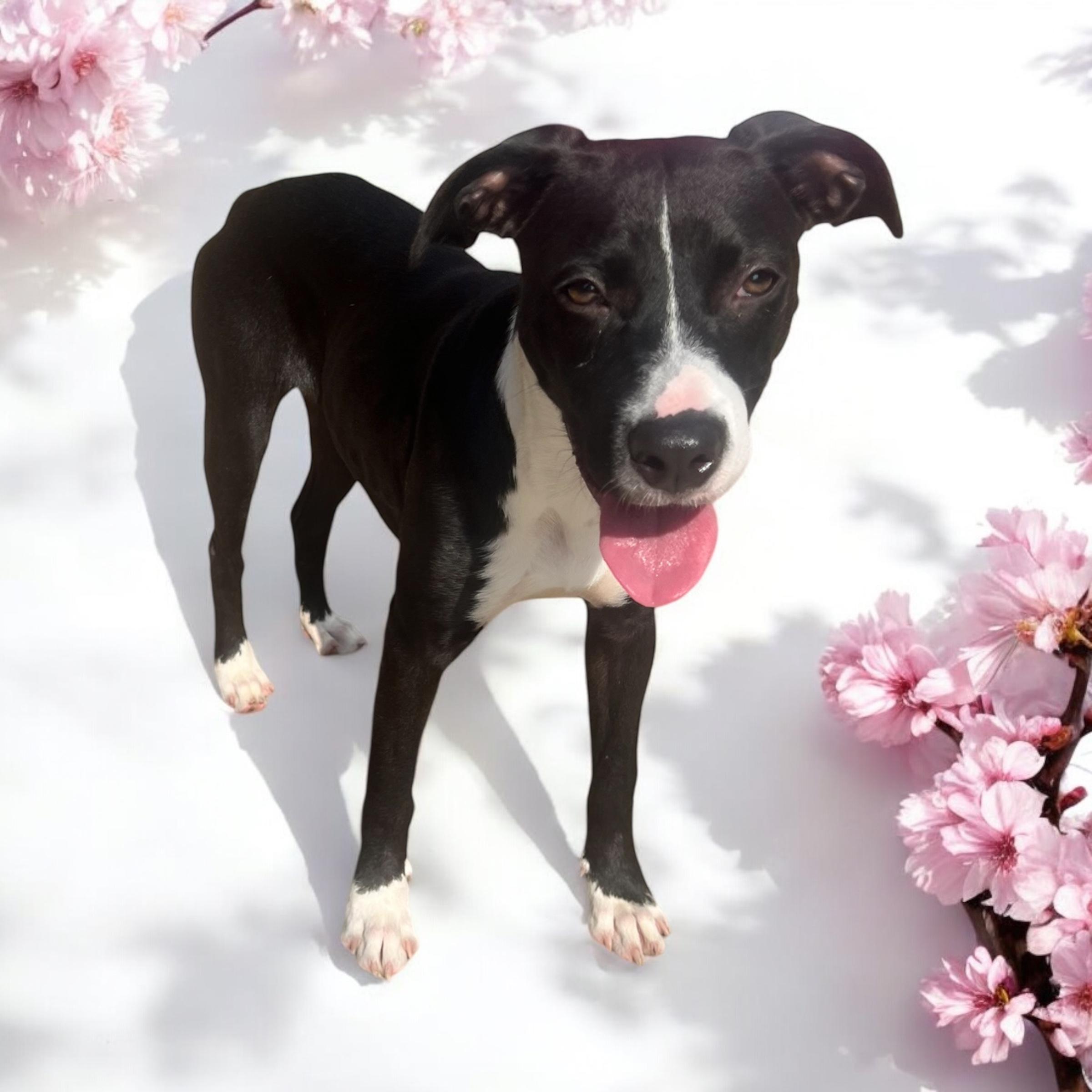 Enlarge Phoebe - Young Sweet Playmate, a Adoptable mixed breed in League City, TX image 2/6