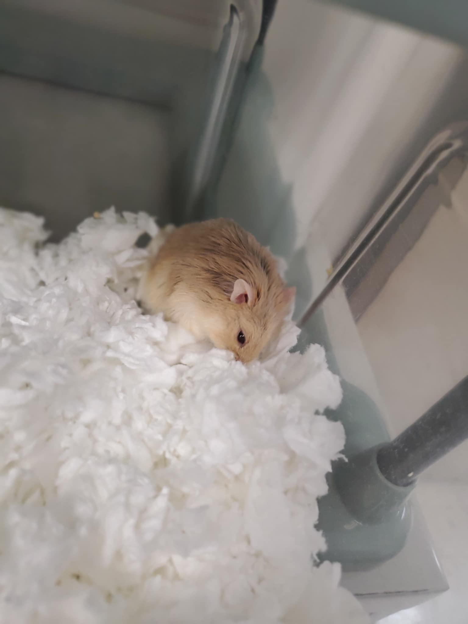 Bartholomew