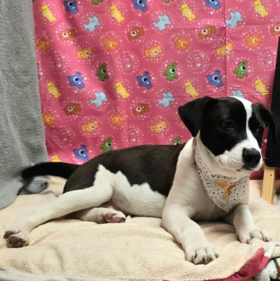 Vonn — thumbnail 2