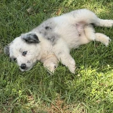 LUKE, an adopted Australian Shepherd in Quitman, TX image 2/3