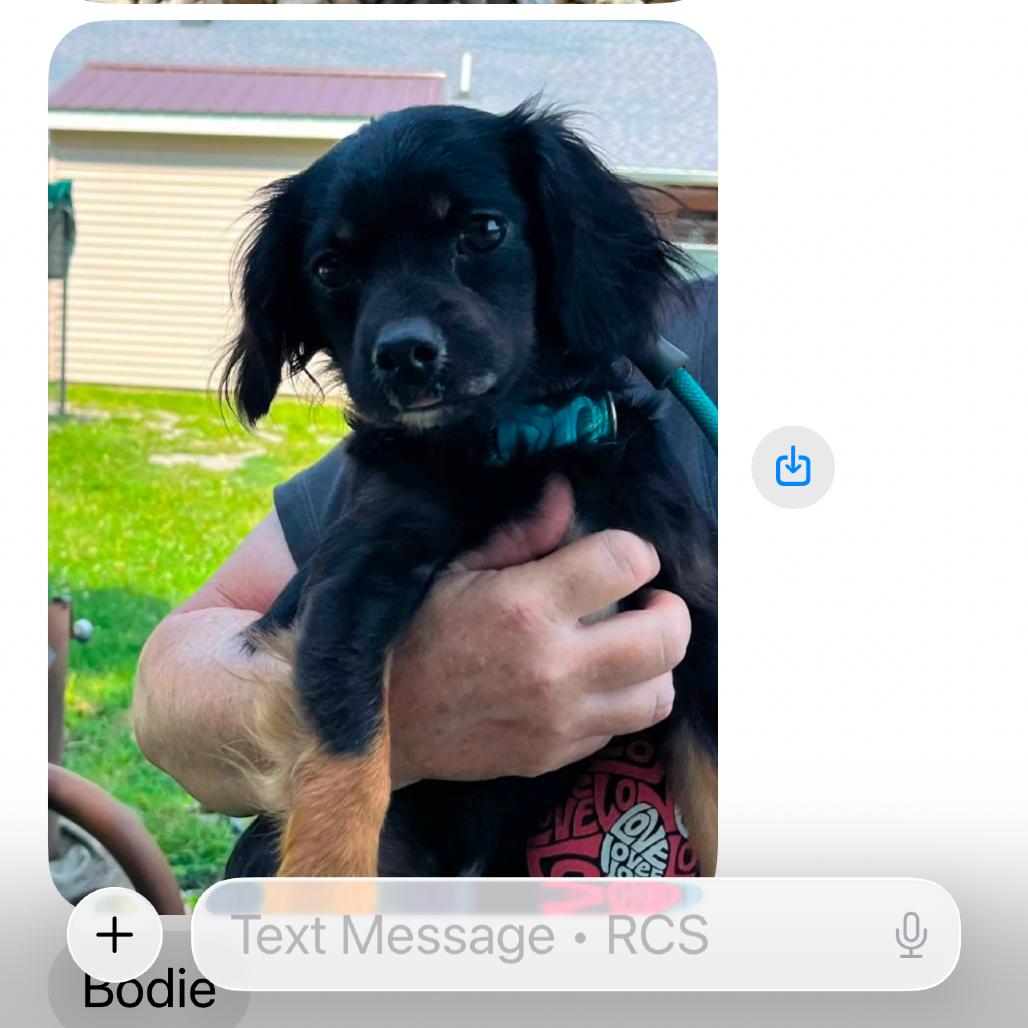 Bodie (FKA Bubbles), Adoptable, Adult Male Spaniel & Mixed Breed.